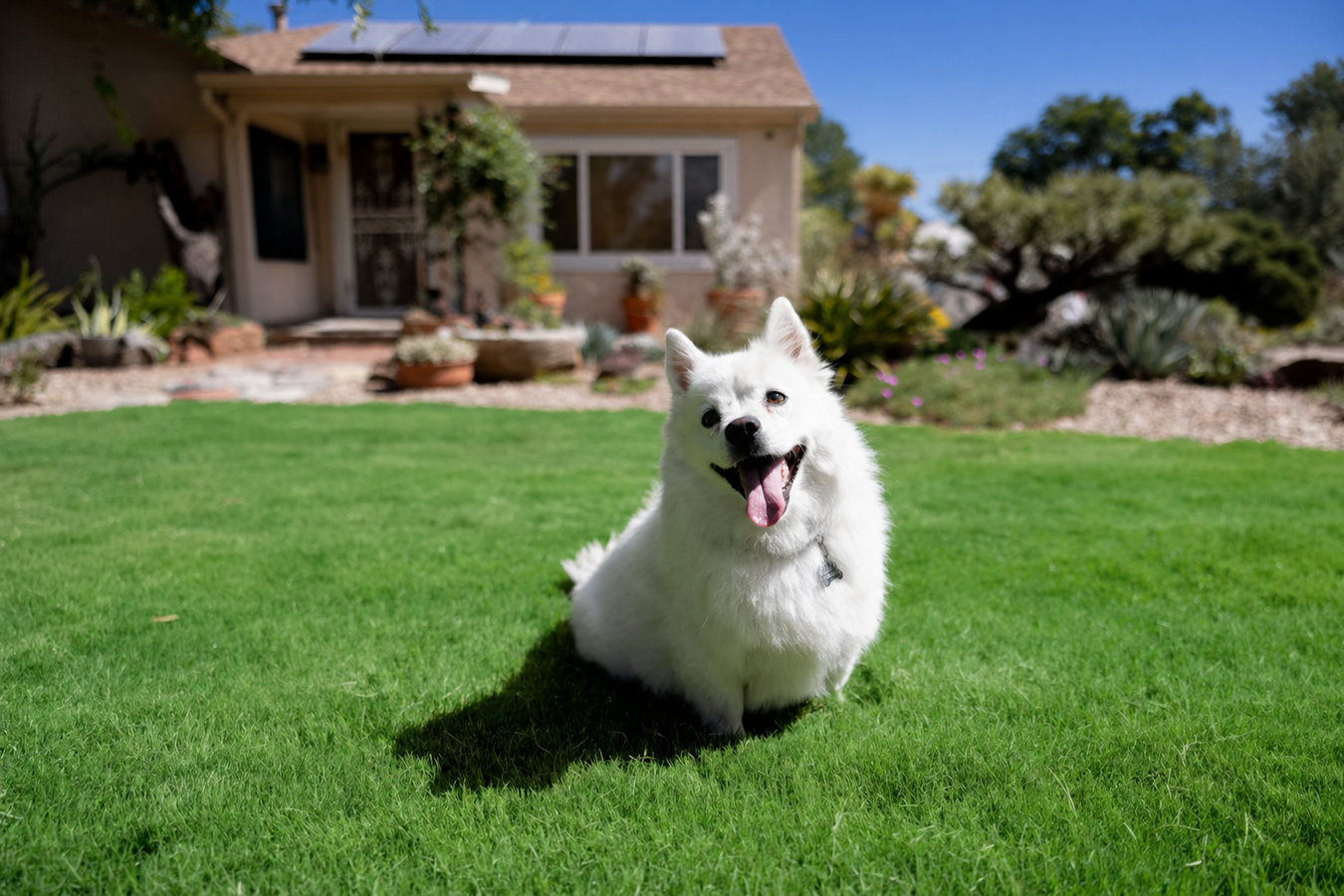 Artificial Turf Installer services in Duarte